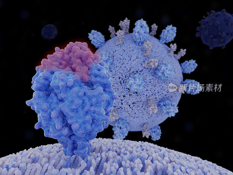 呼吸道合胞病毒(RSV)融合蛋白抗原位点