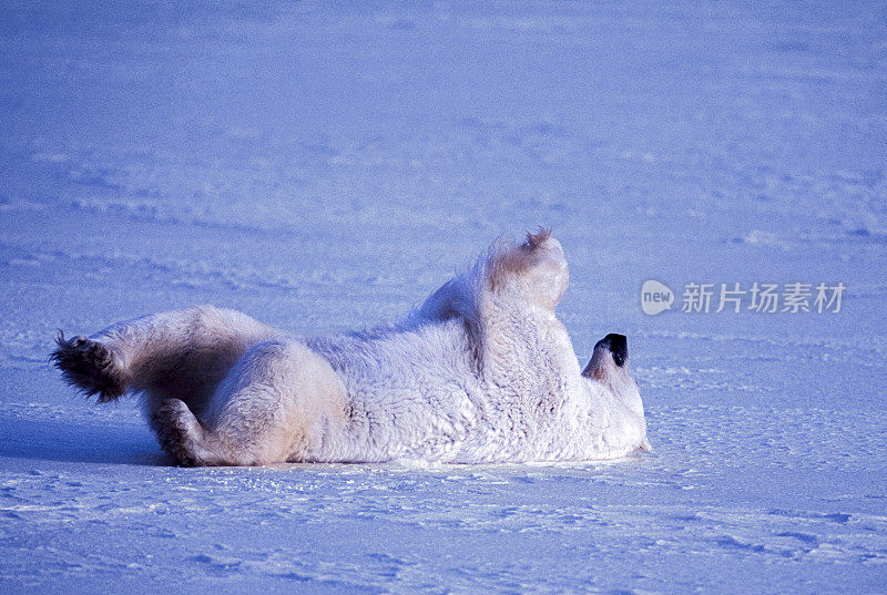 一只野生北极熊在雪地上打滚