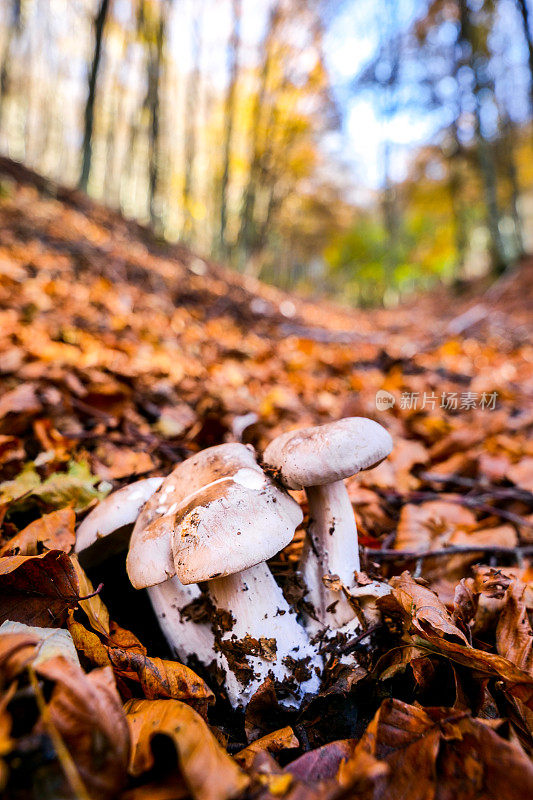 一些蘑菇生长在山毛榉林的落叶中，山毛榉林被涂上了秋天的颜色