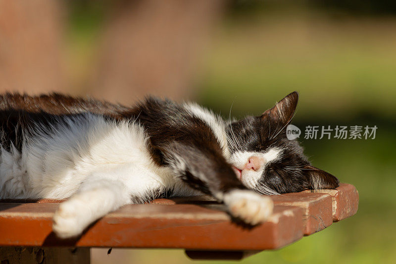 一只流浪猫睡在公园的长椅上。