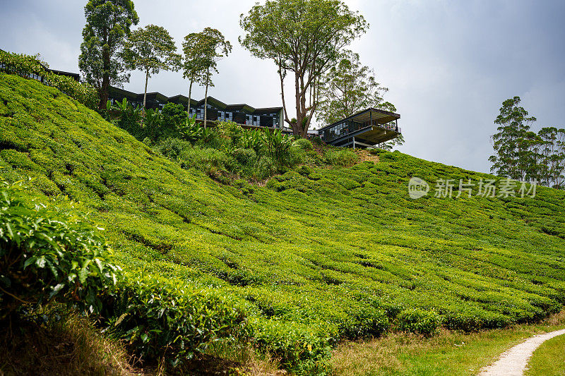 马来西亚金马仑高地的茶园