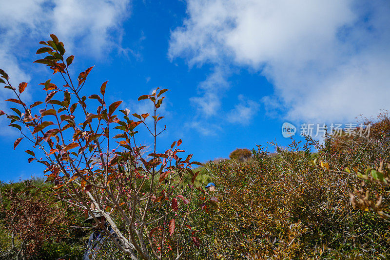 汉罗山的绿色和天空(济州岛)