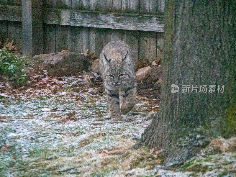 后院的大山猫