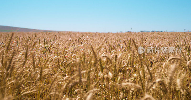 田间、自然、蓝天，以小麦为农业环境、生态系统和自然景观。农业、可持续性和用于粮食收获、生长或农村粮食生产的植物