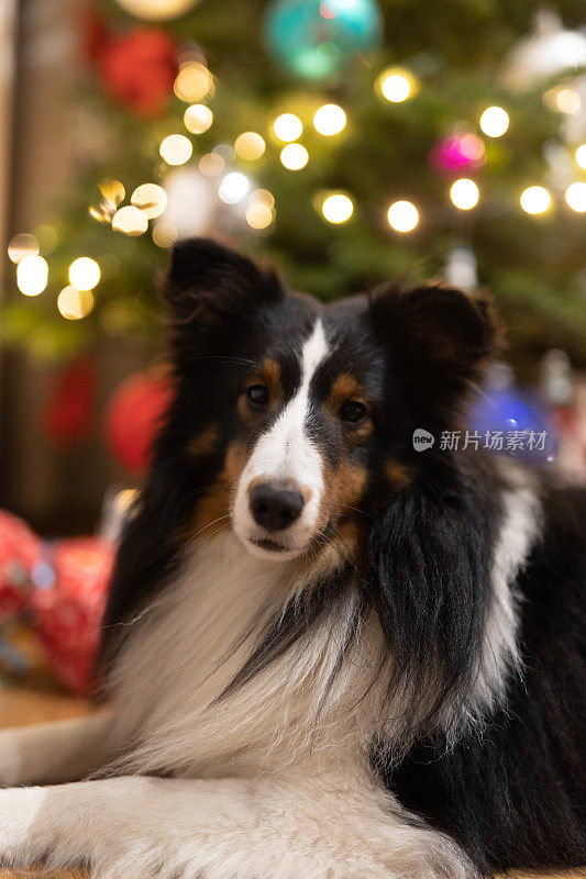 雪蒂牧羊犬对着圣诞树