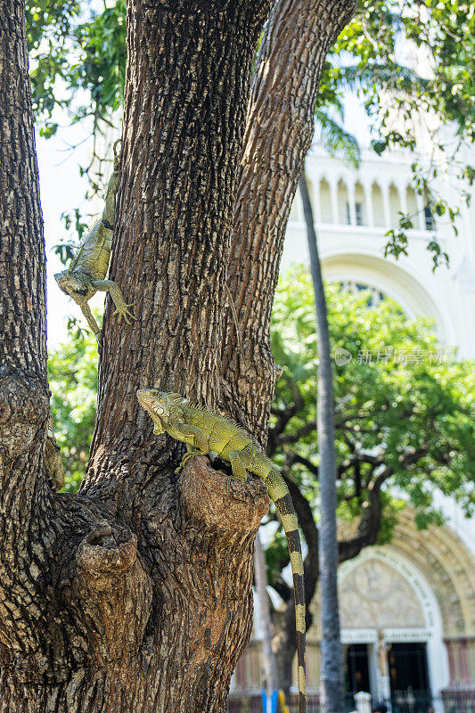 在厄瓜多尔瓜亚基尔的鬣蜥广场上，一只鬣蜥正在爬树