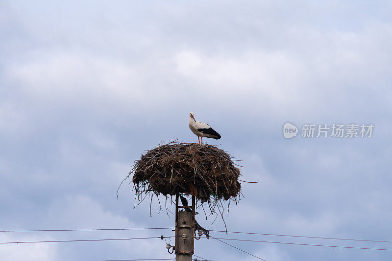 鹳在电线杆上筑巢