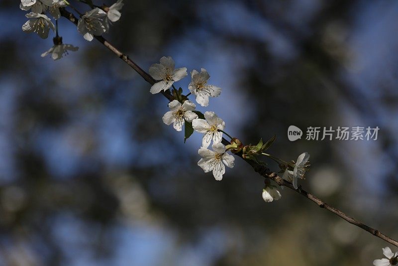 加拿大西部的白色樱花