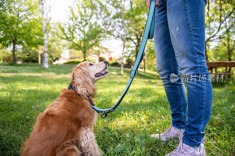 一只可卡犬和主人一起散步