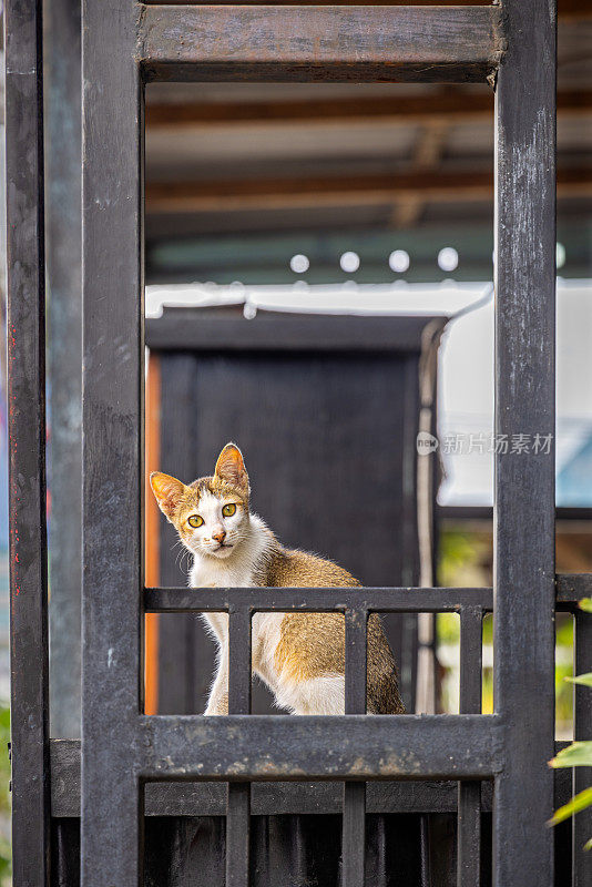 黄眼睛的虎斑猫看着摄影师