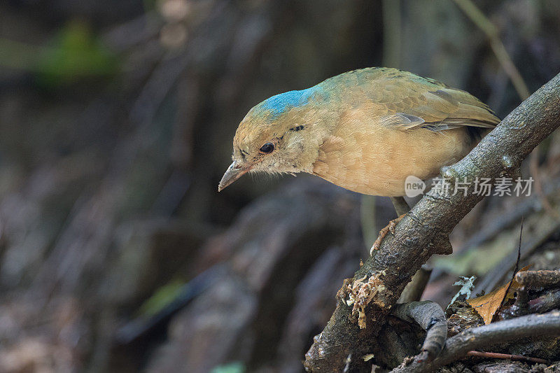 琵塔鸟:成年雄性蓝枕琵塔鸟(nipalhydrornis)。