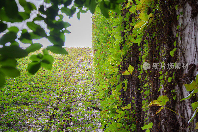 墙上长着绿色的植物