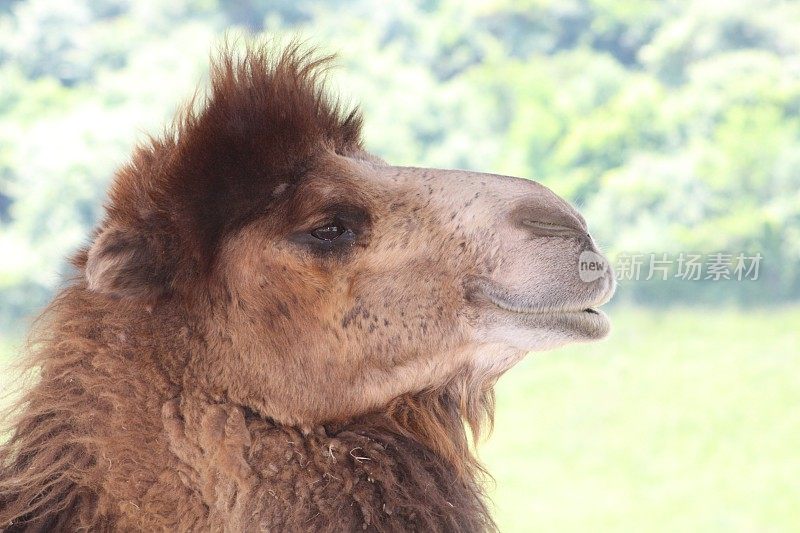 美国俄亥俄州开放动物园里的动物-野外-双峰骆驼-双峰骆驼