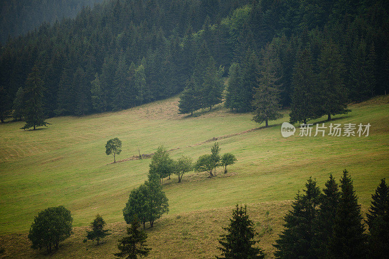 芽，松树，松芽糖浆，消费主义，欧洲