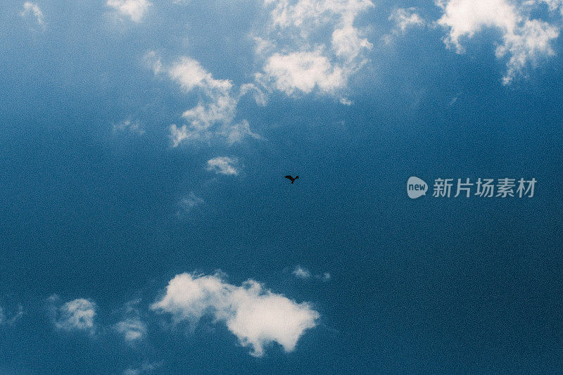 天空中，一只鹰在一圈蓬松的云中飞翔