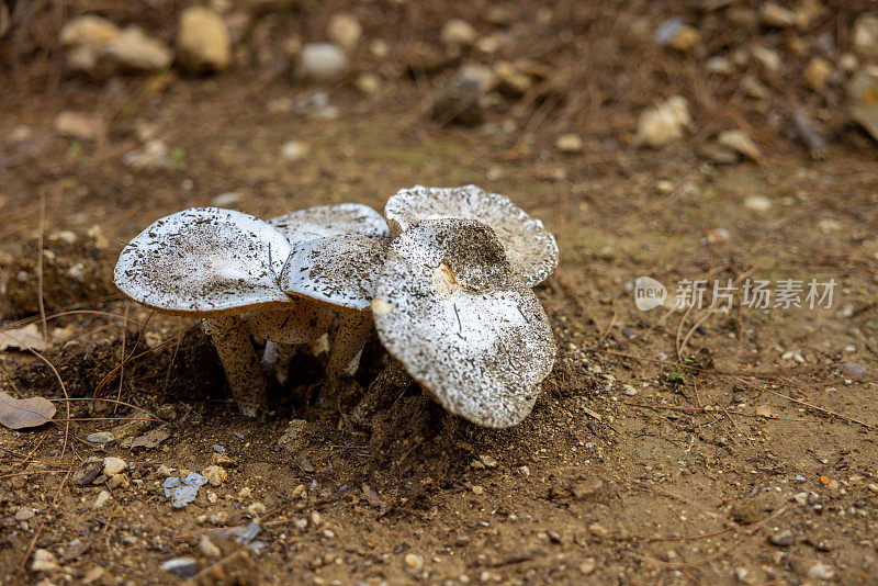 森林里的白蘑菇