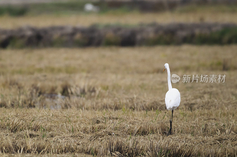 小白鹭