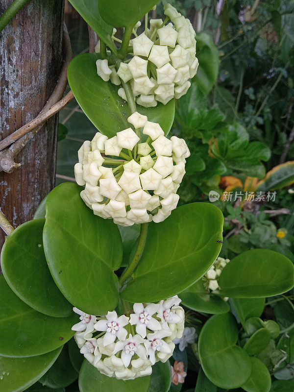 茉莉花开了