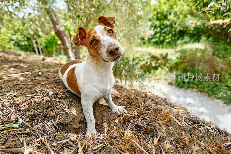 有趣顽皮的杰克罗素梗狗用鼻子在地上挖了一个洞后在花园里玩耍。