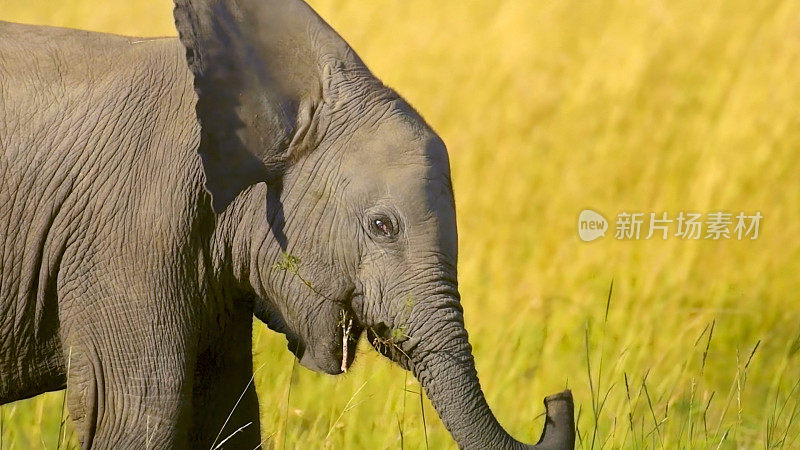 2021年7月，非洲肯尼亚马赛马拉国家保护区野生动物栖息地的非洲野象幼象肖像照