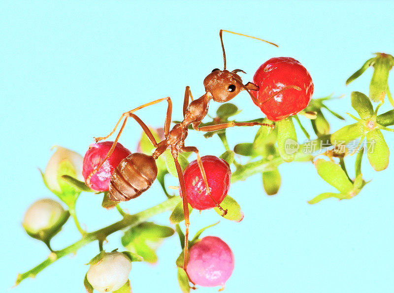 蚂蚁爬上果枝-动物行为。