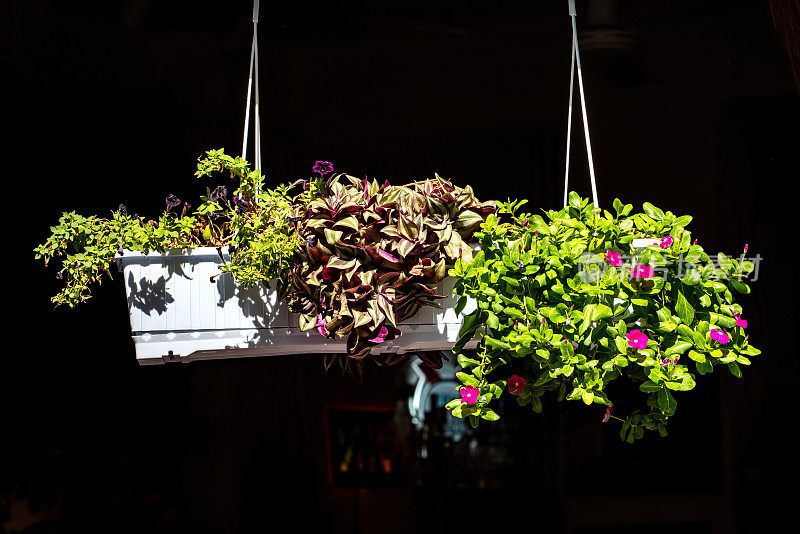 在阿拉帕拉塔季街上，房子的窗户上挂着花盆里的花