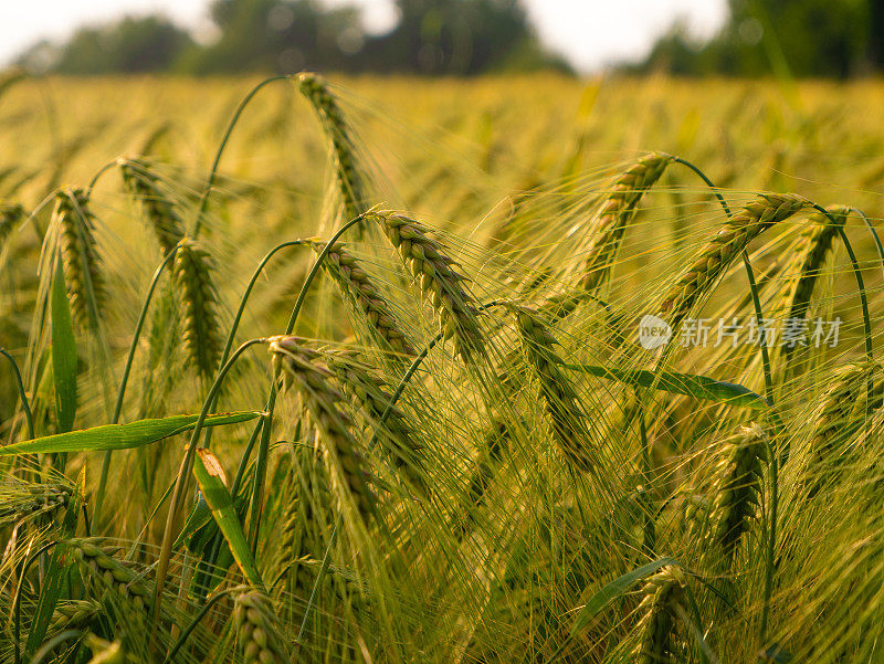 特写，DOF:大农田上生长着下垂成熟的金色大麦穗