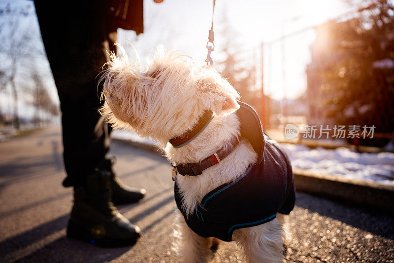 西部高地白梗犬与主人在户外