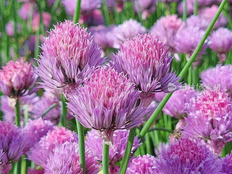 开花韭菜植物葱属植物