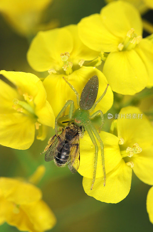 若巴云蜘蛛在明黄色的油菜花上捕食黑白蜜蜂(自然+闪光灯，黑色背景微距特写摄影)