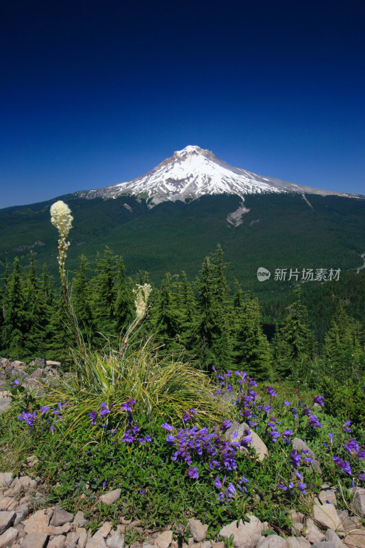 胡德山的紫色花朵