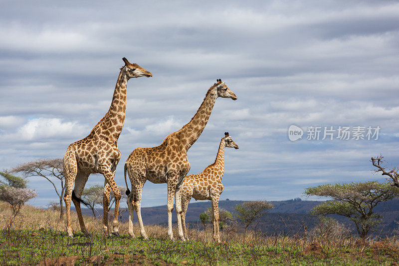 野生动物保护区的长颈鹿