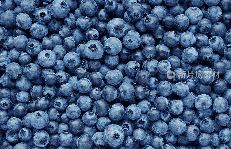背景来自新鲜采摘的蓝莓