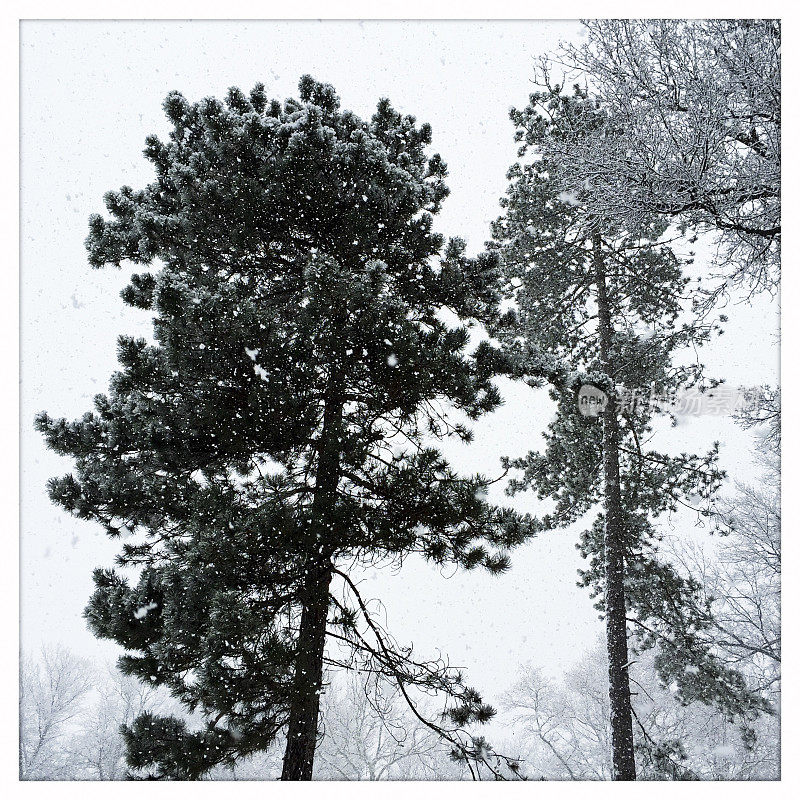 雪花落在松树上