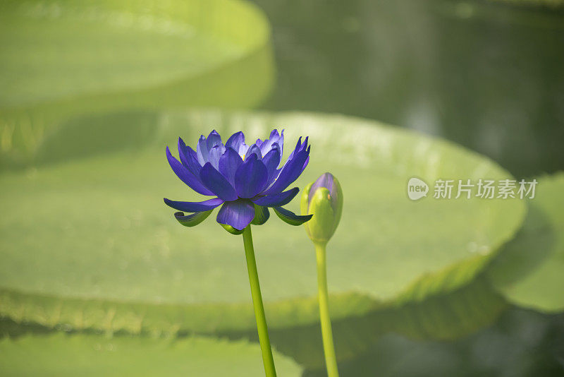 蓝睡莲的花和叶