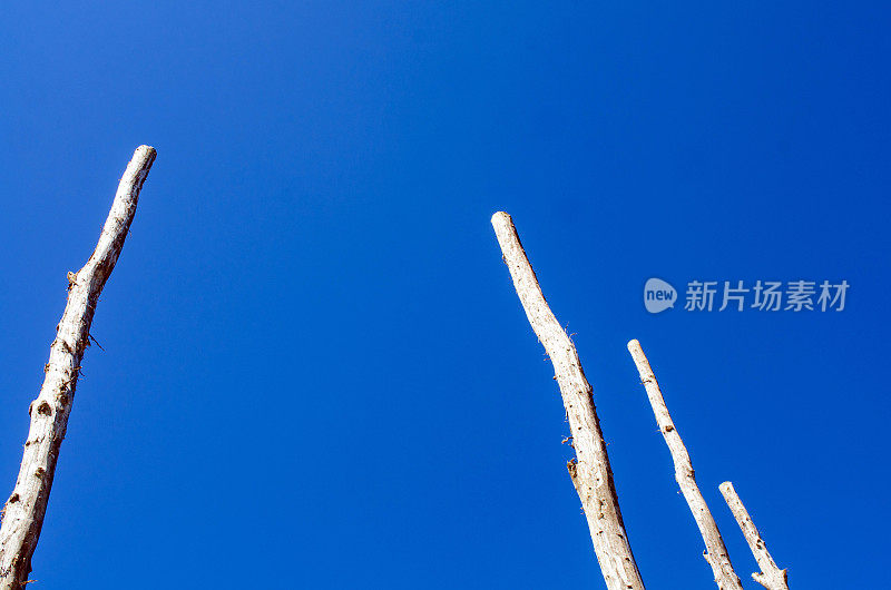 树干飞向空中