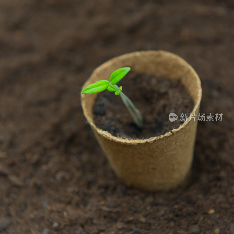 苗木在瞬间花盆