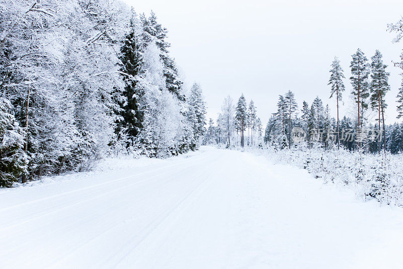 穿过森林的雪路
