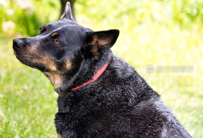 有红色项圈的澳大利亚牧牛犬