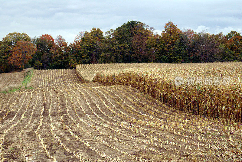 收获的玉米地，未收获的田野，秋天的树木