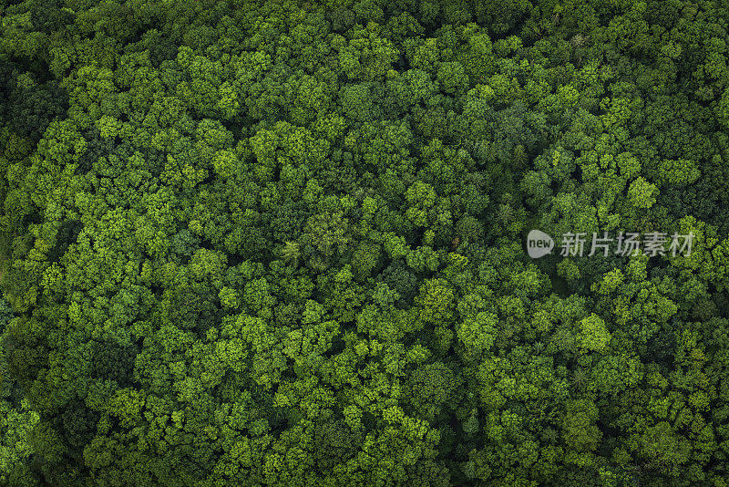 森林绿叶鸟瞰图林地树冠自然背景