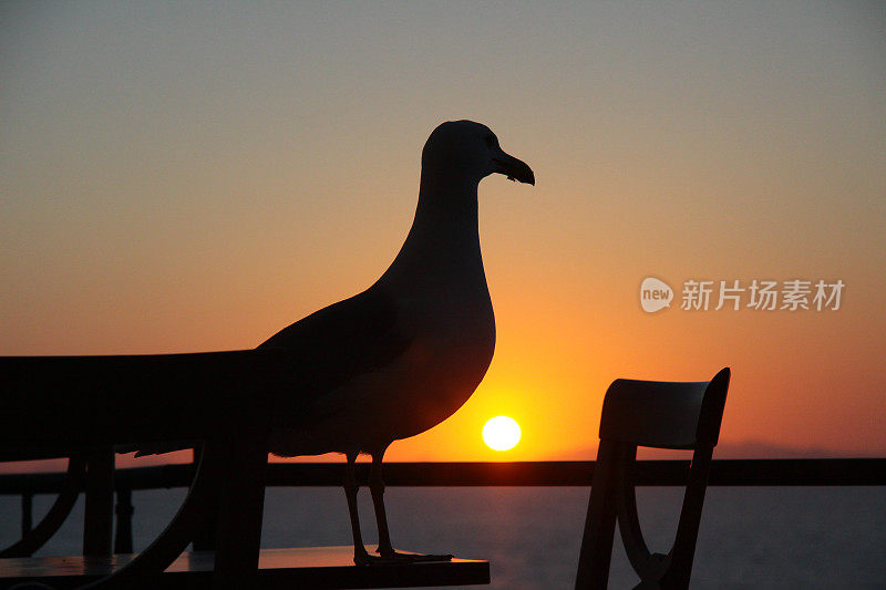 海鸥的侧影在日落