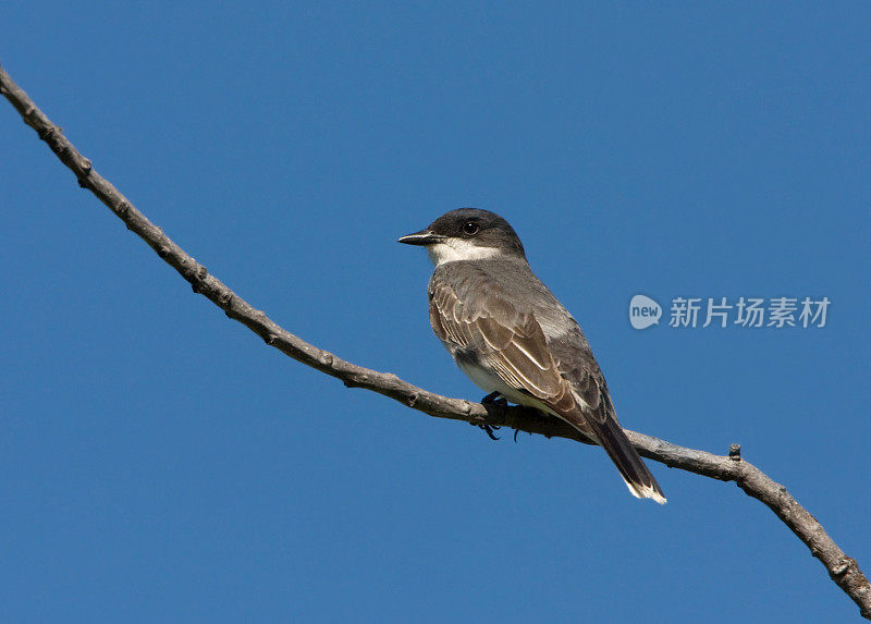 东部美洲食蜂鹟