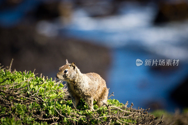 松鼠靠近象海豹殖民地