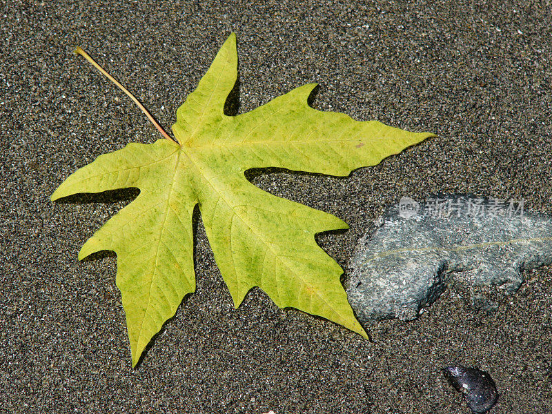 枫叶永远