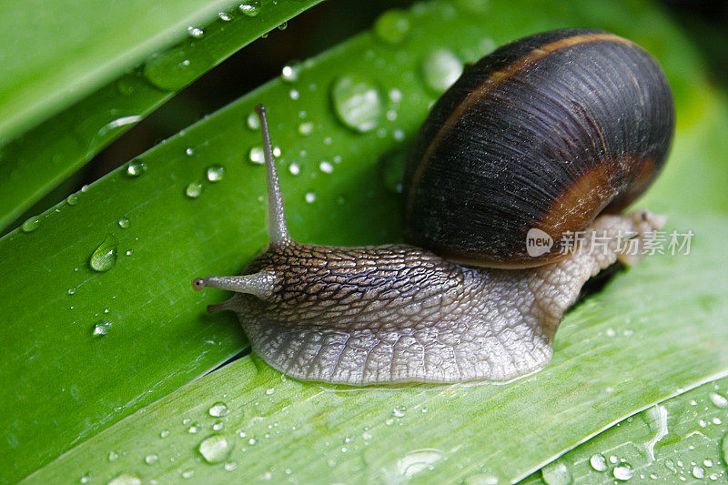 绿色叶子上缓慢的蜗牛
