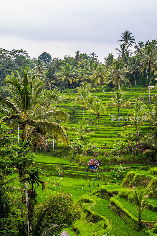巴厘岛中部塞巴图的稻田