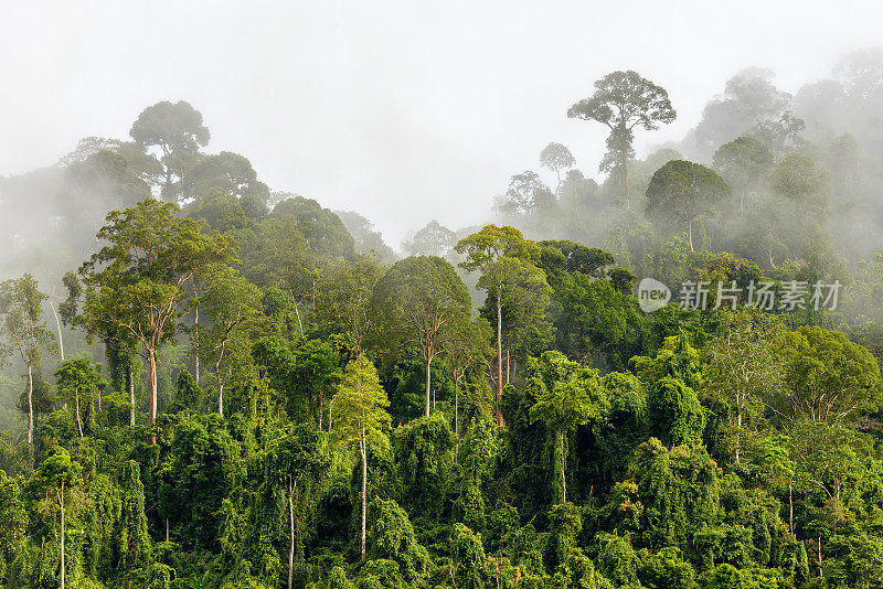 有晨雾的浓密热带雨林的树梢