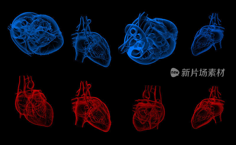 人类心脏的3d渲染图