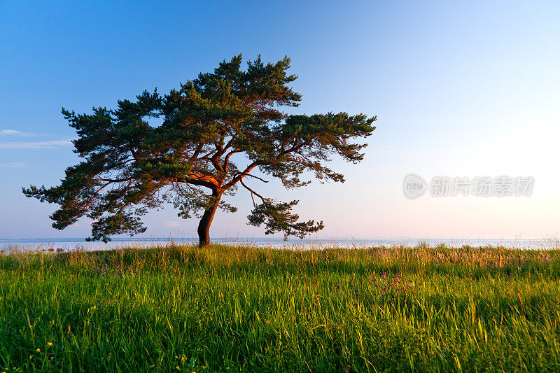 田野上的一棵松树